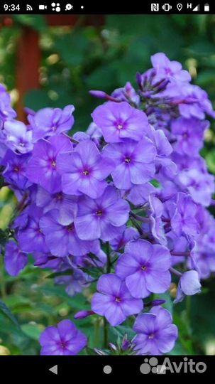 Сортовые флоксы