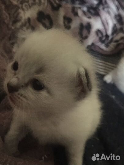 Невские маскарадные котята