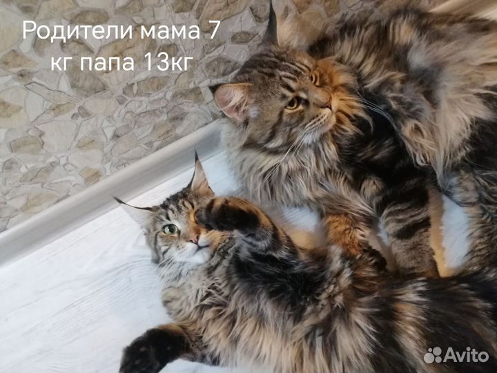 Мейн-кун вязка