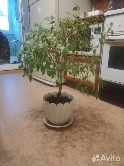 Фикус бенжамина большой