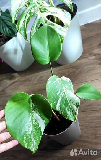 Монстера Альба Борзига вариегатная