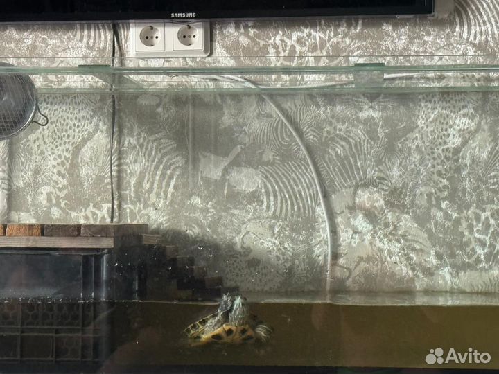 Красноухая черепаха с аквариумом