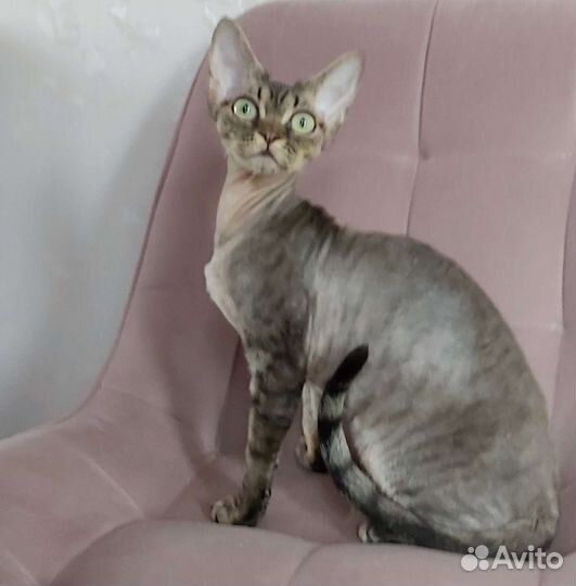 Зеленоглазая Ириша Девон-рекс в любимцы