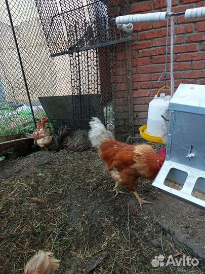 Петух ломан браун