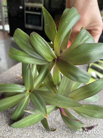 Комнатный цветок Рео черенки с корневой системой