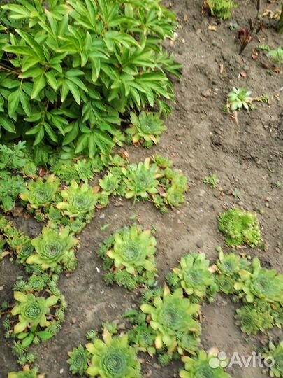 Молодило-каменная роза