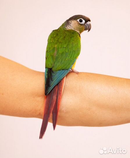 Пиррура красивые птенцы