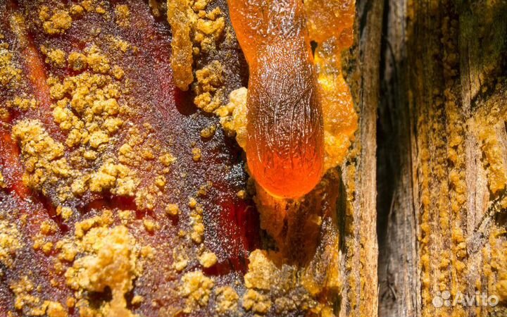 Натуральная кедровая смола (в кусках),500г