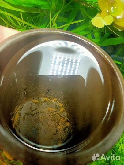 Сомики анциструсы