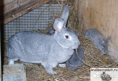 Кролик советская шиншилла