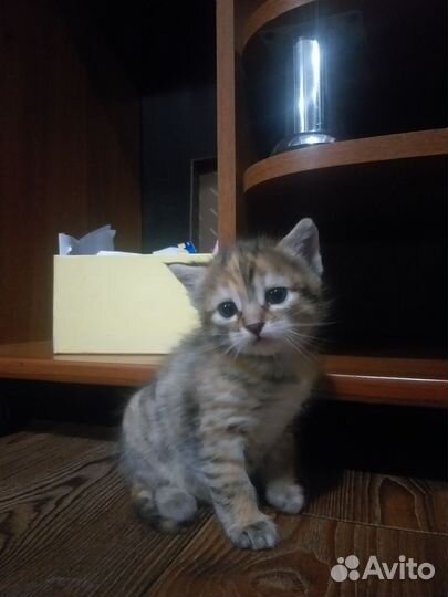 Котята 1.5 мес