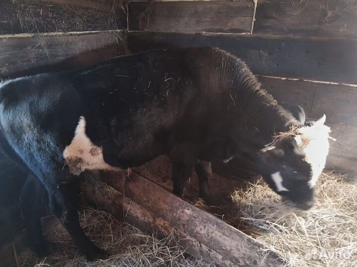 Бычёк обмен на жеребёнка