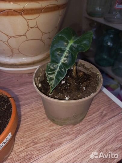 Алоказия полли