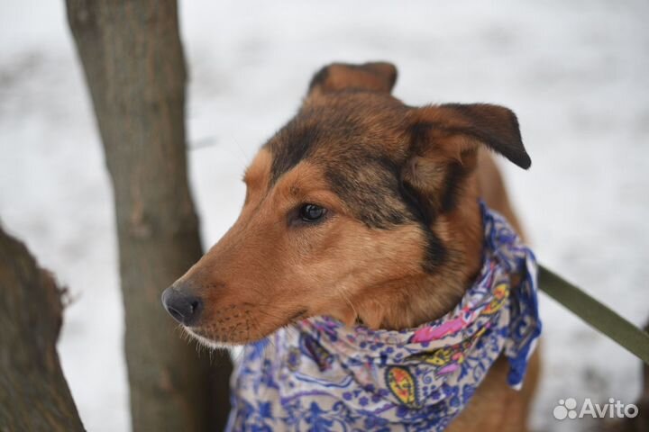 Верный друг в добрые руки