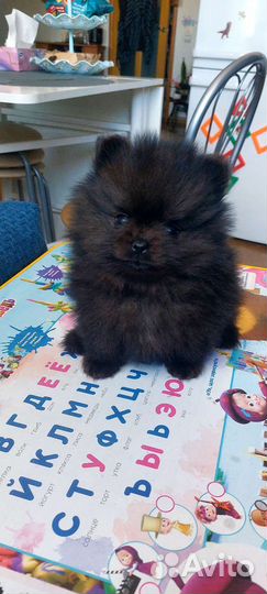 Щенки шпица mini