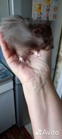 Сирийские мальчики и девочки 2,5мес и 8 мес