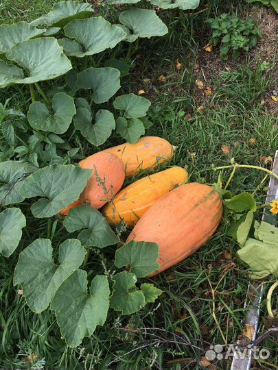 Картофель деревенский