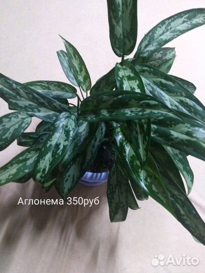 Алоэ вера, Аглонема, драцена