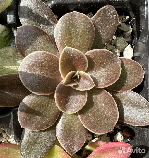 Суккуленты хавортия эхиверия седум крассула