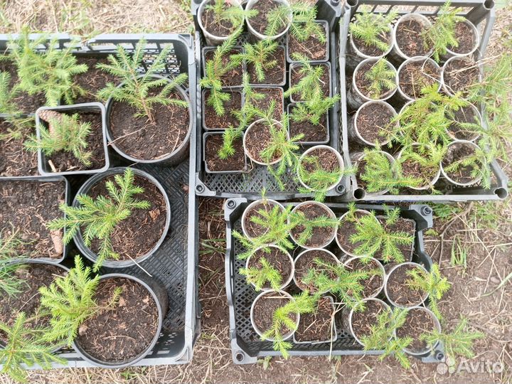 Ель обыкновенная