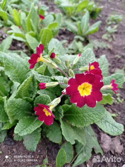 Примула садовая