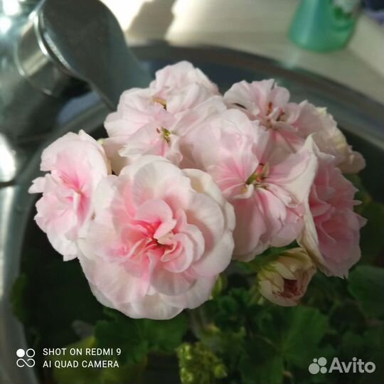 Пеларгония герань