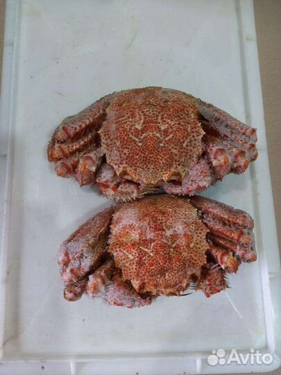 Продам камчатского краба и морепродукты с Камчатки