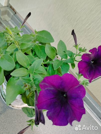 Рассада петунии