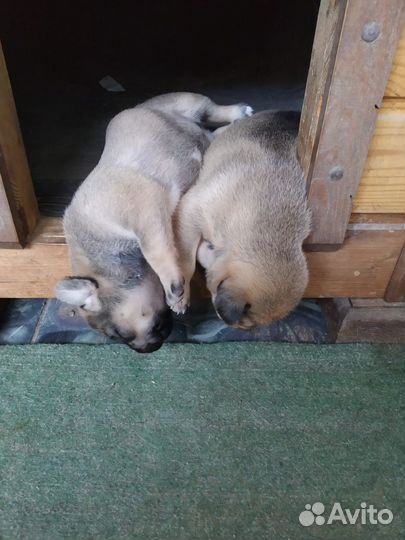 Хочу домой. Щеночек девочка ищет дом