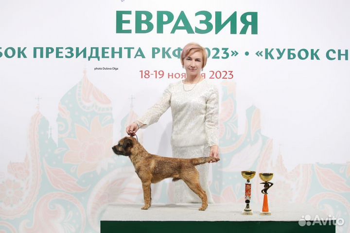 Щенки