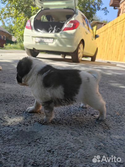 Щенки дворняги