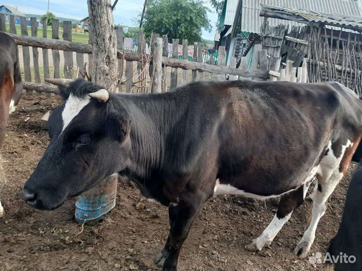 Корова с бычком