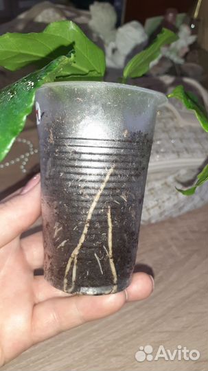 Гибискус отросток