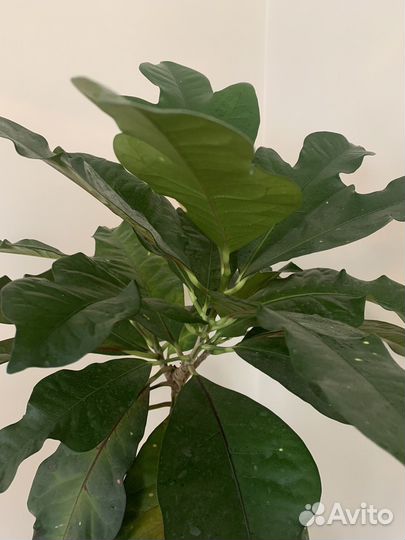 Кротон магнифисент