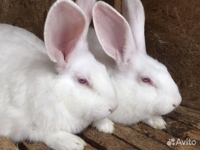 Кролики Белый Паннон на разведение объявление продам