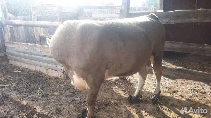 Продаётся бык