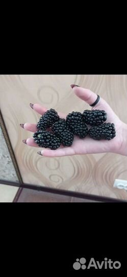 Саженцы ежевики садовой сортовой