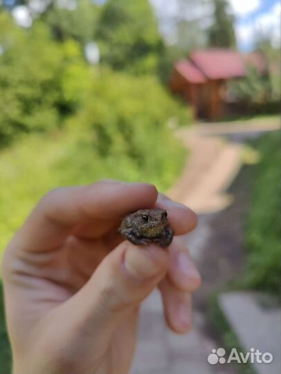 Репетитор егэ/огэ по биологии