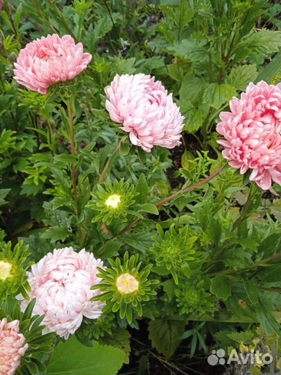 Астры для букета