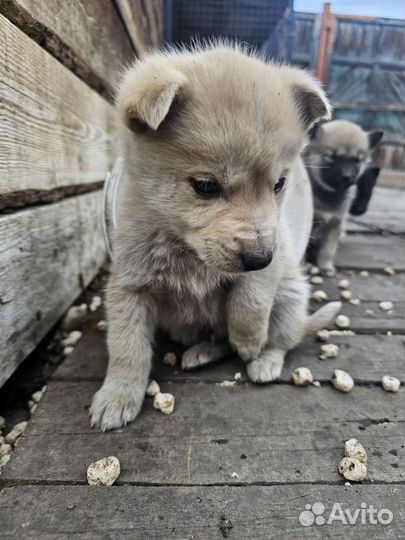 Щенки от хаски