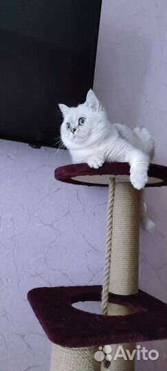 Снежок приглашает на свидание