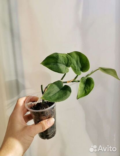 Филодендроны и сциндапсусы