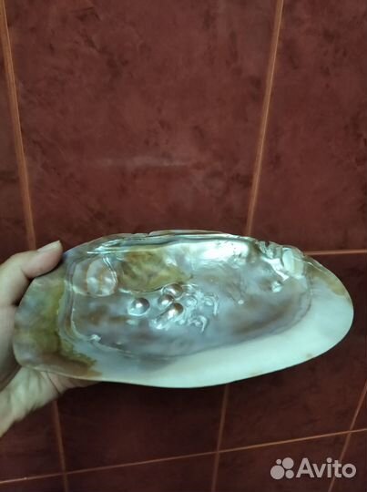 Морская ракушка раковина