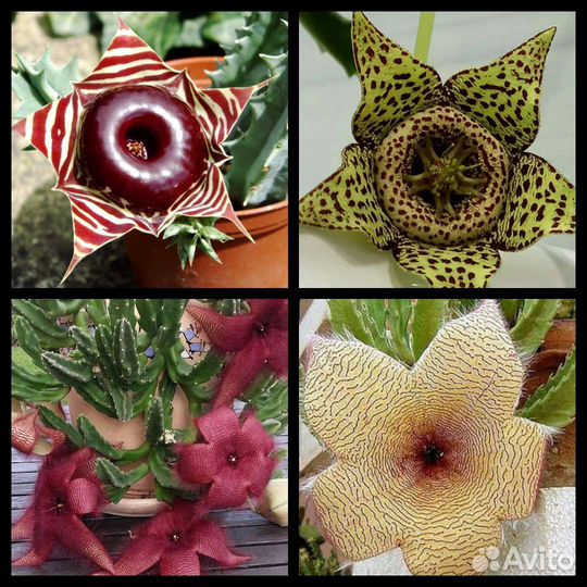 Гуэрния, стапелия, орбея