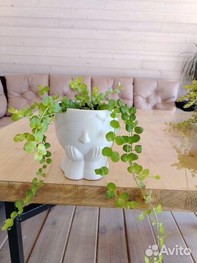 Вербейник монетчатый (лизимахия)