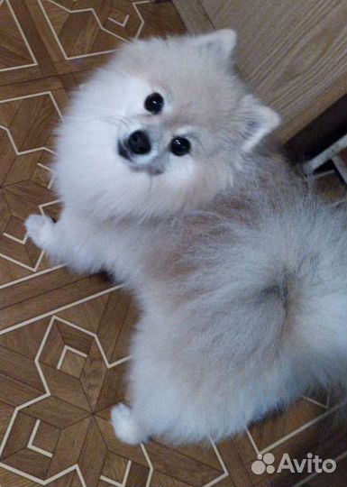 Передержка собак