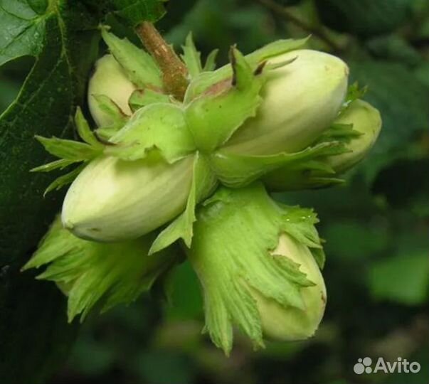 Саженцы Фундук Исаевский