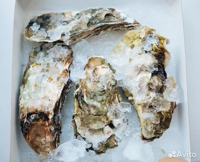 Живые устрицы (дикие)