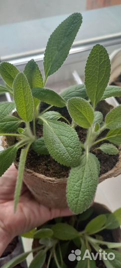 Растения для альпийской горки