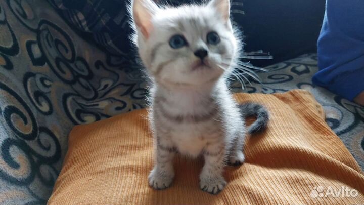 Котята